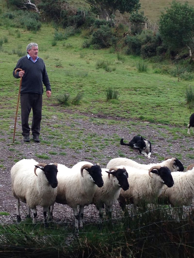 The shepherd of our horizon