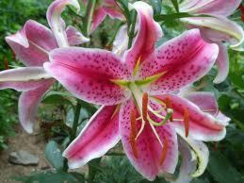 Gratefulness sets us up for fullness